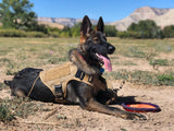 Military large dog harness vest on German Shepherd in outdoor field.