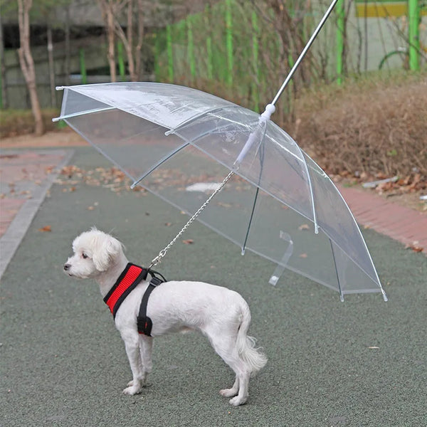 Transparent pet umbrella leash with metal chain for small dogs, keeping them dry during rain or snow.