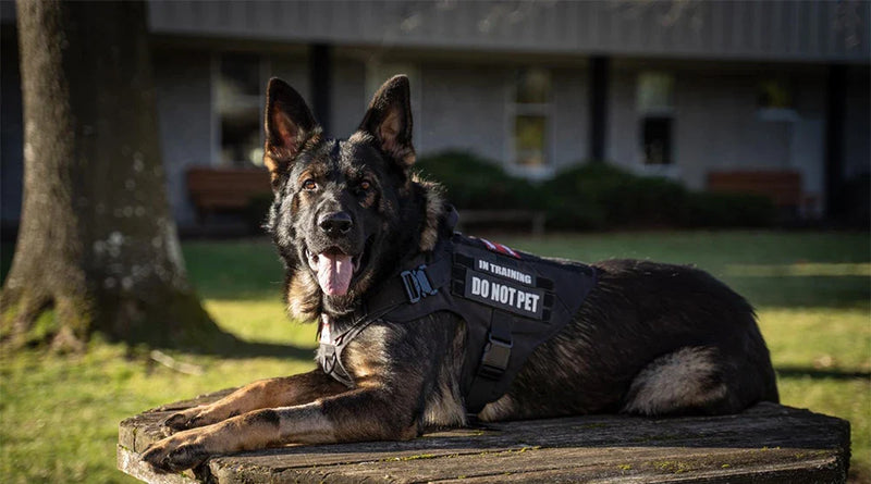 Military large dog harness on German Shepherd, tactical vest for training with "Do Not Pet" patch.