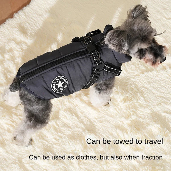 Pet dog wearing a warm winter jacket with harness.