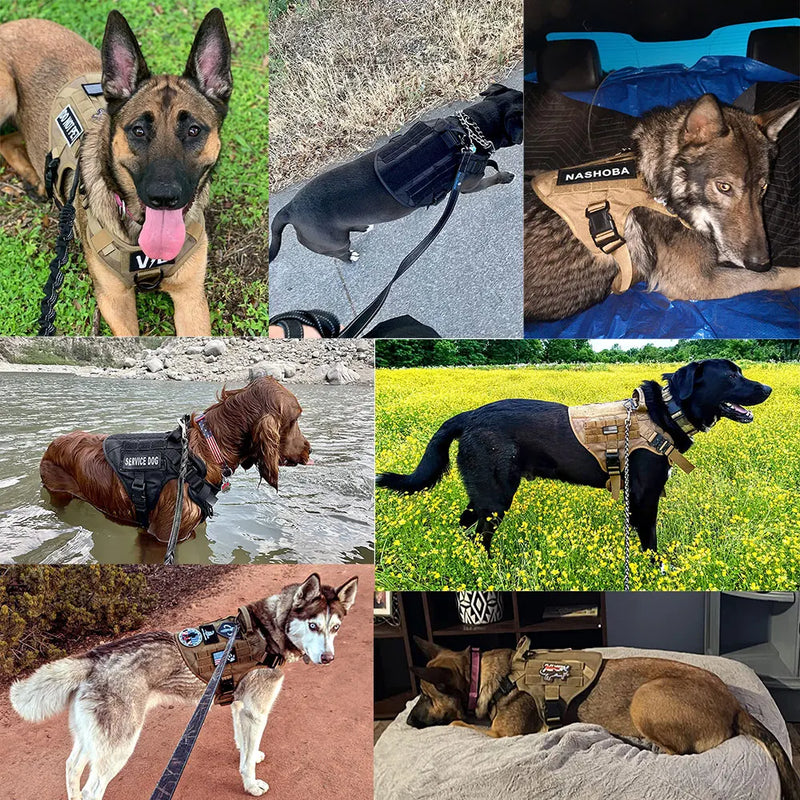 Tactical military large dog harness for training and outdoor activities.